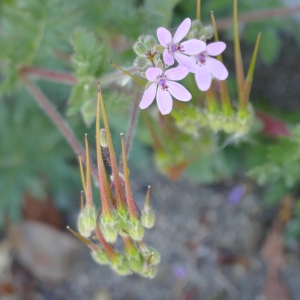 Photographie n°2302652 du taxon Erodium cicutarium (L.) L'Hér.