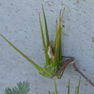 Photographie n°2302654 du taxon Erodium cicutarium (L.) L'Hér.