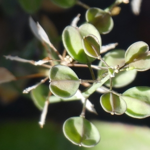 Photographie n°2302655 du taxon Thlaspi perfoliatum L. [1753]