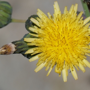 Photographie n°2302658 du taxon Sonchus oleraceus L. [1753]