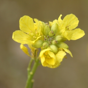 Photographie n°2302670 du taxon Hirschfeldia incana (L.) Lagr.-Foss. [1847]