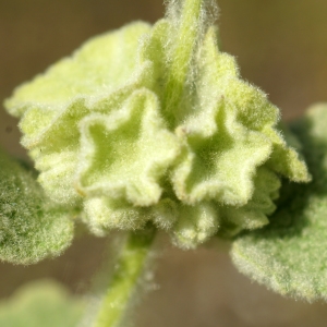 Photographie n°2302676 du taxon Ballota acetabulosa (L.) Benth. [1834]