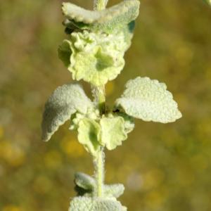 Photographie n°2302677 du taxon Ballota acetabulosa (L.) Benth. [1834]