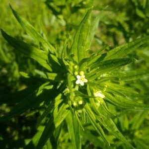 Photographie n°2302686 du taxon Lithospermum officinale L. [1753]