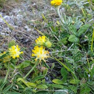 Photographie n°2302711 du taxon Anthyllis vulneraria L. [1753]