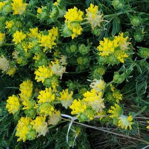 Photographie n°2302712 du taxon Anthyllis vulneraria L. [1753]