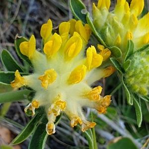 Photographie n°2302713 du taxon Anthyllis vulneraria L. [1753]