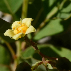 Photographie n°2302720 du taxon Cotinus coggygria Scop. [1771]