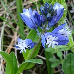 Photographie n°2302721 du taxon Polygala vulgaris L. [1753]