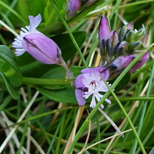 Photographie n°2302722 du taxon Polygala vulgaris L. [1753]