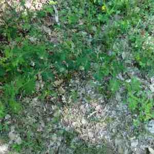 Photographie n°2302726 du taxon Lathyrus niger (L.) Bernh. [1800]