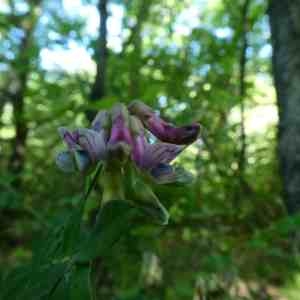 Photographie n°2302727 du taxon Lathyrus niger (L.) Bernh. [1800]