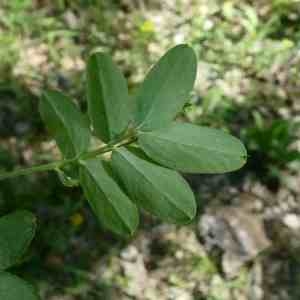Photographie n°2302728 du taxon Lathyrus niger (L.) Bernh. [1800]