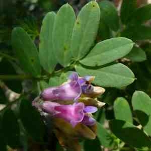 Photographie n°2302729 du taxon Lathyrus niger (L.) Bernh. [1800]