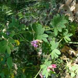 Photographie n°2302730 du taxon Lathyrus niger (L.) Bernh. [1800]