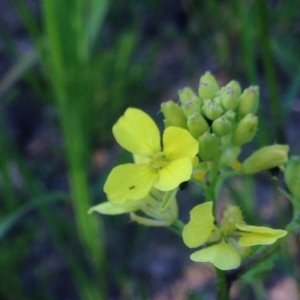 Photographie n°2302733 du taxon Sinapis arvensis L. [1753]