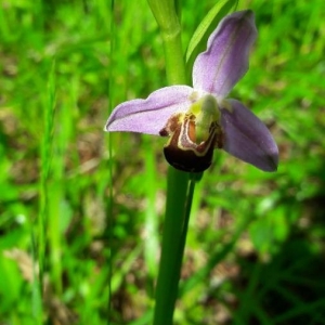 Photographie n°2302735 du taxon Ophrys apifera Huds. [1762]