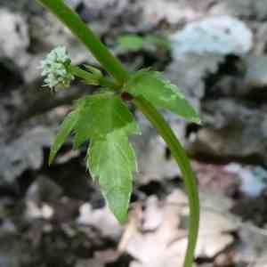 Photographie n°2302742 du taxon Sanicula europaea L. [1753]