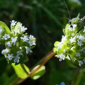 Photographie n°2302774 du taxon Valerianella locusta (L.) Laterr. [1821]