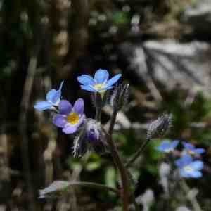 Photographie n°2302776 du taxon Myosotis arvensis (L.) Hill [1764]