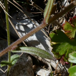 Photographie n°2302777 du taxon Myosotis arvensis (L.) Hill [1764]