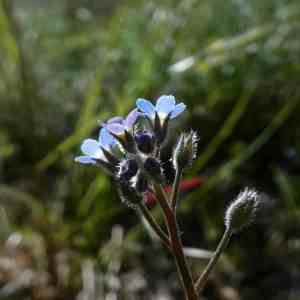 Photographie n°2302778 du taxon Myosotis arvensis (L.) Hill [1764]