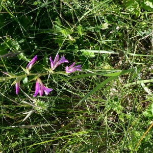 Photographie n°2302801 du taxon Gladiolus italicus Mill. [1768]