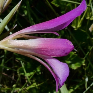 Photographie n°2302804 du taxon Gladiolus italicus Mill. [1768]