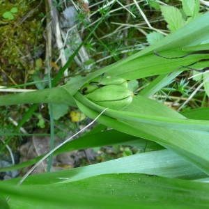 Photographie n°2302887 du taxon Colchicum autumnale L.