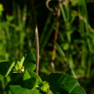 Photographie n°2302888 du taxon Euphorbia dulcis subsp. incompta (Ces.) Nyman [1890]