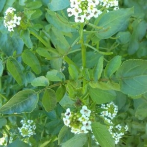 Photographie n°2302944 du taxon Nasturtium officinale R.Br. [1812]