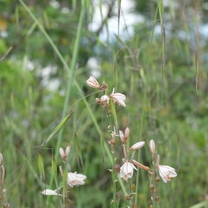 Photographie n°2303022 du taxon Asphodelus fistulosus L. [1753]