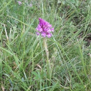 Photographie n°2303023 du taxon Anacamptis pyramidalis (L.) Rich. [1817]