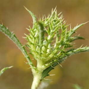 Photographie n°2303030 du taxon Atractylis cancellata L. [1753]