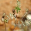  Liliane Roubaudi - Onobrychis aequidentata (Sm.) d'Urv. [1822]