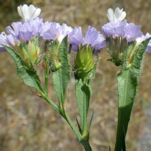 Limonium sinuatum (L.) Mill. (Limonium à feuilles sinuées)