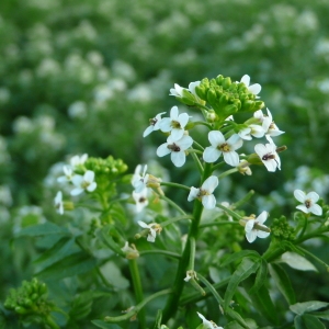 Photographie n°2303113 du taxon Nasturtium officinale R.Br. [1812]