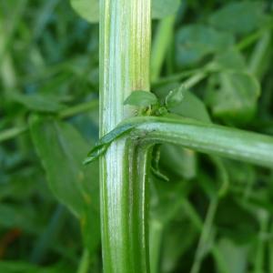 Photographie n°2303115 du taxon Nasturtium officinale R.Br. [1812]