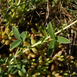 Photographie n°2303125 du taxon Argyrolobium zanonii (Turra) P.W.Ball