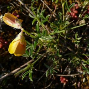 Photographie n°2303127 du taxon Argyrolobium zanonii (Turra) P.W.Ball