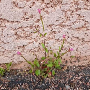 Photographie n°2303141 du taxon Epilobium lanceolatum Sebast. & Mauri [1818]