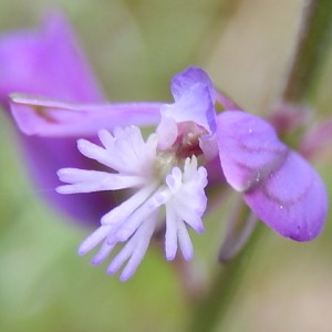 Photographie n°2303239 du taxon Polygala vulgaris L. [1753]