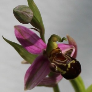 Photographie n°2303253 du taxon Ophrys apifera Huds. [1762]