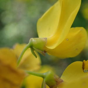 Photographie n°2303275 du taxon Cytisophyllum sessilifolium (L.) O.Lang [1843]