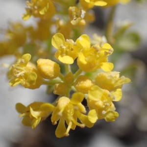 Photographie n°2303291 du taxon Alyssum serpyllifolium Desf. [1799]