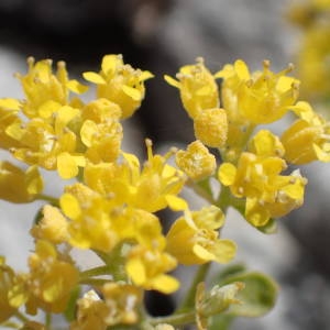 Photographie n°2303292 du taxon Alyssum serpyllifolium Desf. [1799]