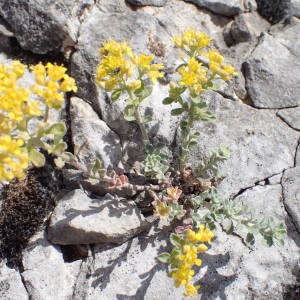  - Alyssum serpyllifolium Desf. [1799]