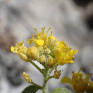  - Alyssum serpyllifolium Desf. [1799]