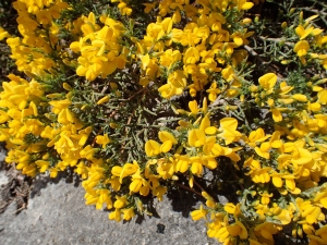 Sylvain Piry, le 16 mai 2019 (Malaucène (Montagne de Piaud, crête au dessus de la Combe de l'Aze))