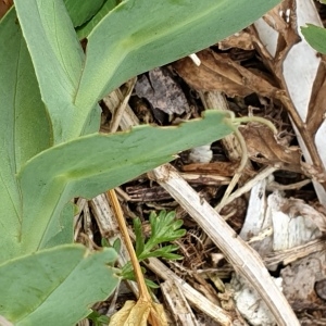 Photographie n°2303315 du taxon Lathyrus ochrus (L.) DC. [1805]